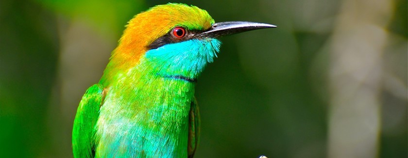 Sinharaja Forest Reserve